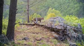 Graceful amur leopard that does not want to get wet