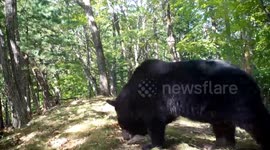 Proud mother bear and her cute cubs out for a walk in the woods