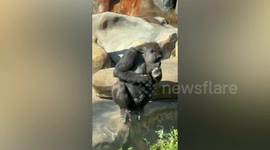 Western lowland gorilla family enjoy dinner in the sun