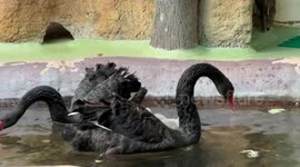 Graceful black swan parents having a salad lunch with their newborn hatchlings