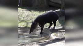 Endangered Baird's tapir enjoys stroll around Milwaukee zoo