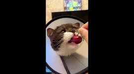 Chocolate British Shorthair cat tries to eat cherry