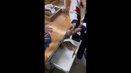 Chinese students find newborn kittens in unused lectern drawer