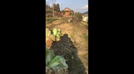Psychic cat goes to greet owner on his return to hometown in China