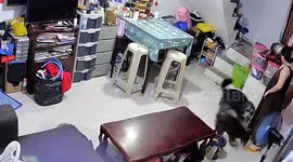 Excited pet dogs cause chaos jumping on tables