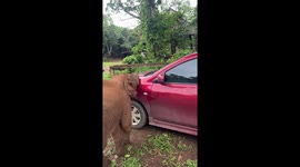 Hilarious baby elephant tries to eat car