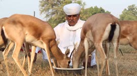 Meet the Indian man who has rescued thousands of animals and planted even more trees