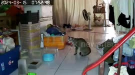 Pet cat terrified when huge monitor lizard emerges in room