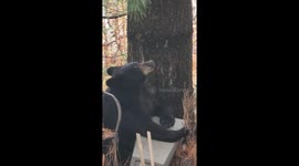 Bear caught rummaging through backyard bins in Greater Sudbury