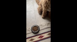 Creative solution: how chopping board 'magic' got Jamie the dog eating again