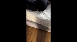 Dogs swap spots: corgi Molly takes over bed while owner takes a break