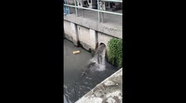 Monitor lizards queue to climb into sewer pipe