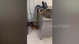 Curious cat mesmerised with rescued tiger cub at Thai wildlife facility
