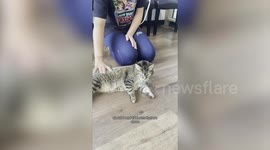 Meet the chiropractor who's helped over 20,000 animals including a tiger