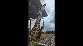 Aloof giraffe unimpressed by food from tourist