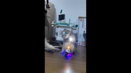 Kitten tries to ride toy electric scooter
