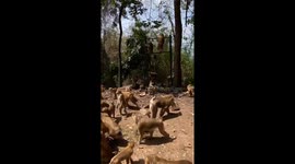 Kind local gives away durian fruit to wild monkeys