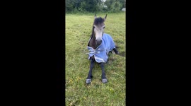 Tired Horse Makes a Funny Noise Getting Up