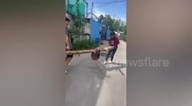 Sloth holds onto branch while being carried by two men