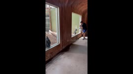 Monkey Playfully Chases Giggling Family