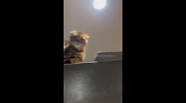 My Cat's Reaction to Me Wearing a Hair Towel