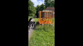 Doggy Driver