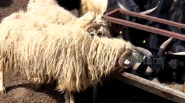 Lebanon: Muslims celebrate Eid al-Adha