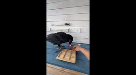 Raven Plays Tic-Tac-Toe