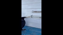 Raven Uses Stick to Reach Food