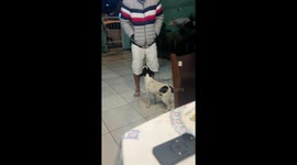 Unlikely dance duo: Gabriel and dog bust moves to Brazilian MegaFunk