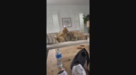 Golden Retriever Tests Big Sister's Patience