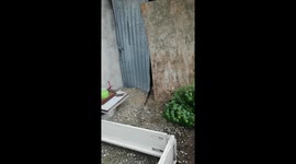 Massive monitor lizard found in a toilet