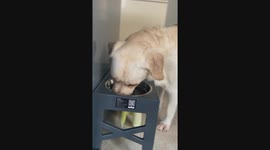 Dog Dries Its Snout After Drinking Water