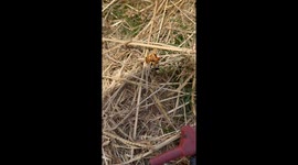 Wasp hornet stinger yellow red jackets. Why they look so mean!!  #hornet #wasp #jacket #stinger