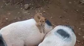 Puppy sits on sleeping pig's back at temple grounds