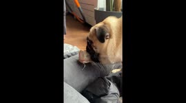 Cute Pug battles for bone and flops on rainbow rug