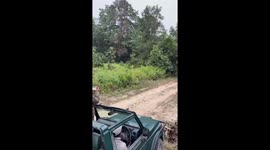 Tiger charges at tourists in safari jeep in India