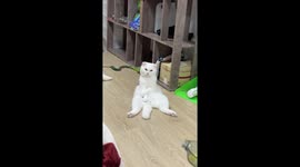 White cat sits like a human in a bad mood