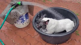 Energetic Frenchie pooch scratches plastic basin during bath time