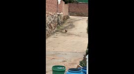Duck rolls its egg up a sloped driveway