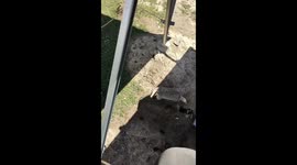 Father has amusing interaction with badger sniffing around ladder