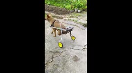 Puppy with paralysed back legs ambles around in his own wheelchair