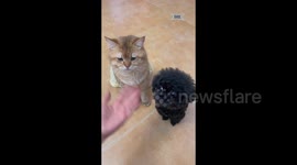 China: Cat And Gog Shake Hands With The Owner in Mianyang