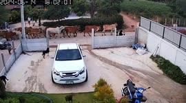 Enraged cow attacks motorcycle rider outside home