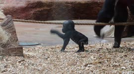 Adorable moment a baby gorilla takes its first steps without mum