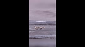 Injured Tibetan antelope rescued by wildlife rangers in China's Xizang