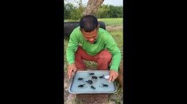 Thai man tucks into oddly appealing jellied frogs