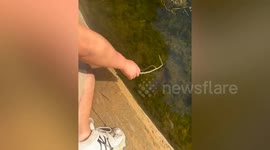 Couple rescues drowning bird with branch