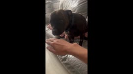 Dog joins hands-In challenge but gets distracted by playtime