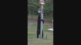 Bear Attempts to Steal Bird Feeder